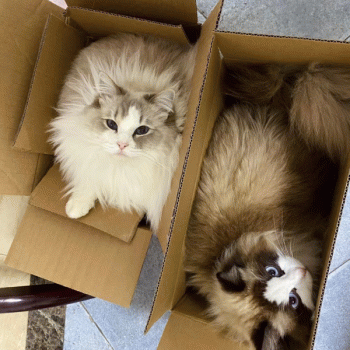 桂林淘九门网络科技有限公司招聘：公司标志 logo